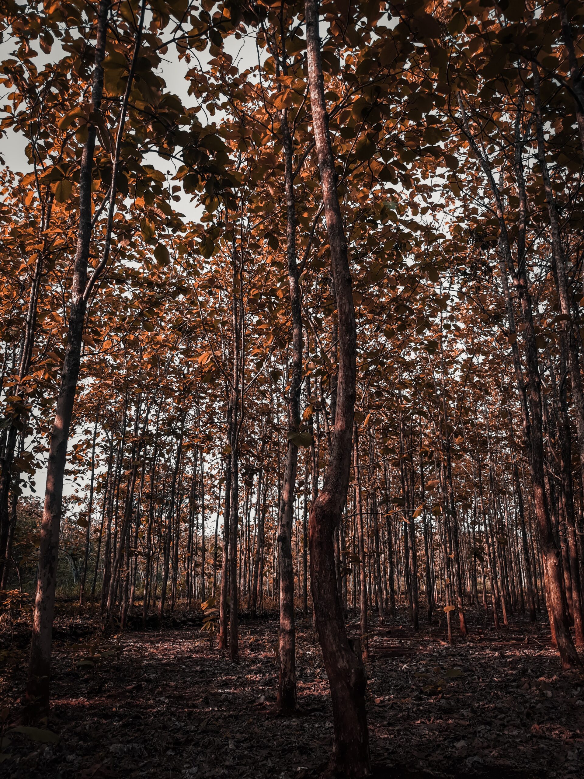 প্রকৃতি প্রতিশোধ নিচ্ছে